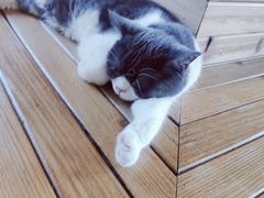 -猫的茶·猫咖
