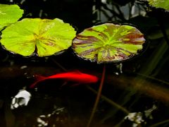 -国家植物园南园