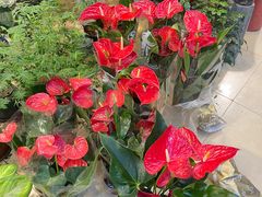 -双季花艺园艺市场(浦东店)