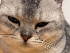 -有喵·猫咖·狗咖·30几只猫10只小狗(岗厦店)