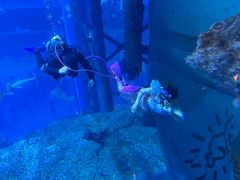 -迪拜水族馆及水下动物园