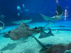 -烟台海昌鲸鲨海洋公园