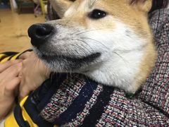 -猫色咖啡·猫咖