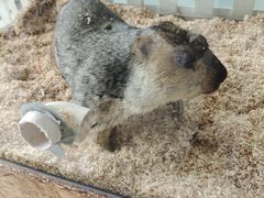 -怪兽屋·羊驼·猫咖·狗咖(俊华广场店)