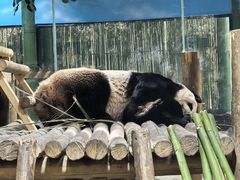 -栾川竹海野生动物园