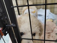 -凯瑞希宠物医院·狂犬免疫·微创·皮肤科