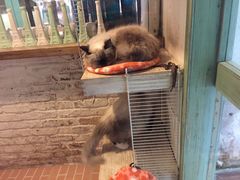 -猫咪博物馆(顶澳仔猫街店)