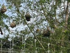 -新加坡飞禽公园