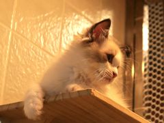 -1013 PET SHOP 宠物商店(近铁城市广场店)