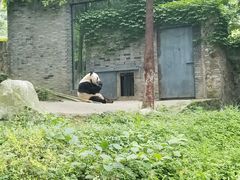 -都江堰中华大熊猫苑