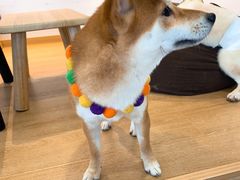 -南京Hallo宠物乐园·哈罗犬舍·柴犬繁育基地