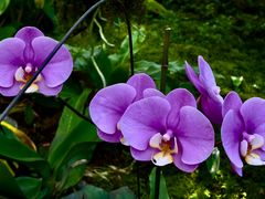 -国家植物园南园