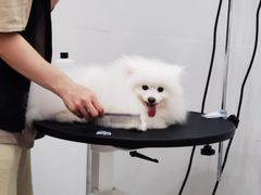 -1013 PET SHOP精品宠物商店(丁香店)