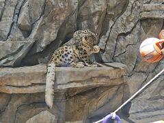 -青藏高原野生动物园
