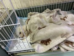 -A猫a狗全科·犬猫异宠·芥西宠物医院(南开总院)