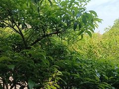 -故乡缘·香格里拉山庄(冷竹路店)