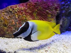 -上海海洋水族馆