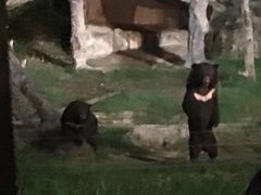 -清迈夜间动物园