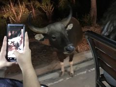 -清迈夜间动物园