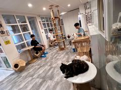 -楼上猫咖(罗湖店)