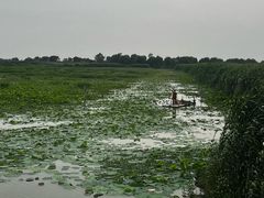 -洪湖生态旅游区