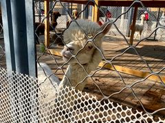 -长白岛森林公园