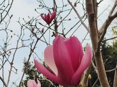 -中山市树木园
