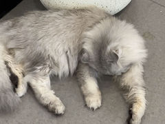 -共舞时光猫咖·狗咖(新街口店)