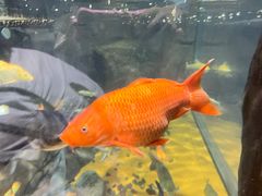 -上海海洋水族馆