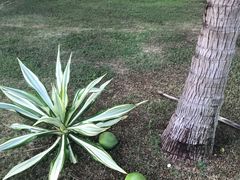 -三亚御海棠豪华精选度假酒店