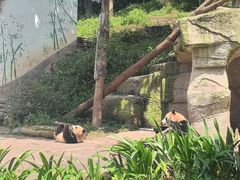 -中国大熊猫保护研究中心雅安碧峰峡基地