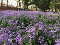 -泰州凤城河风景区-泰山公园