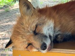 -宫城藏王狐狸村