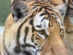 -栾川竹海野生动物园