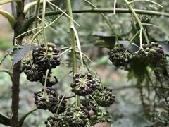 -苏州河梦清园环保主题公园