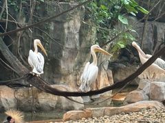 -麒麟中餐厅·经典粤菜·地道菜式老字号(广州长隆酒店)