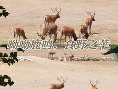 -南海子公园