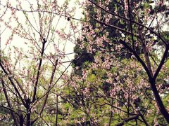 -庐山风景区花径公园