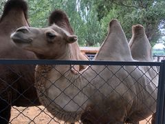 -长白岛森林公园