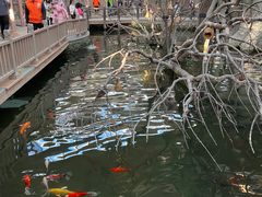 -南宫五洲植物乐园