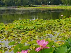 -莲花池公园