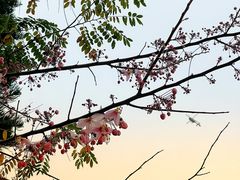 -深圳国际园林花卉博览园