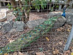 -瑞丽独树成林风景区