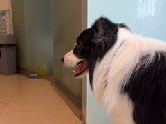 -瑞派申生动物医院·24H夜诊·国际动物医疗中心·骨外科(吴中路店)