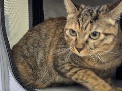 -凯瑞希宠物医院·狂犬免疫·微创·皮肤科