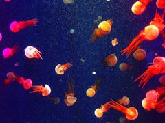 -成都浩海立方海洋公园