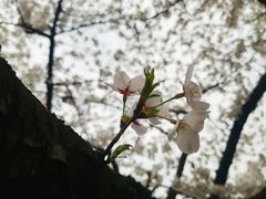 -武汉大学-樱园