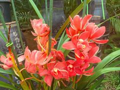 -北京植物园-展览温室