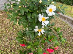 -深圳国际园林花卉博览园