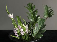 -荷兰布尔玛国际花艺学院